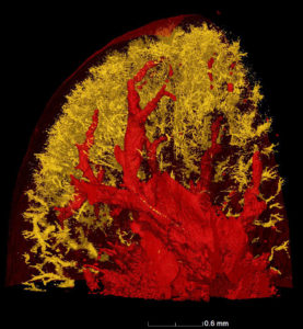 N4_ledvina_jod_3D_detail_2b